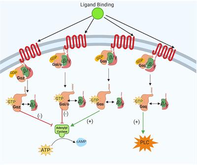 Central Gαi2 Protein Mediated Neuro-Hormonal Control of Blood Pressure and Salt Sensitivity